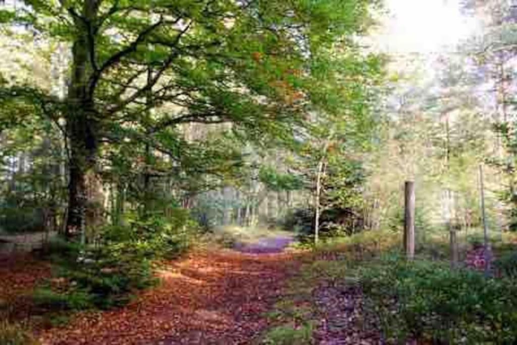 Hyggeligt Byhus Taet Ved Skov Og Togstation Aalbaek ภายนอก รูปภาพ